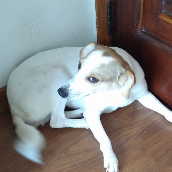 Branquinha imagem 1 - Sem Raça Definida