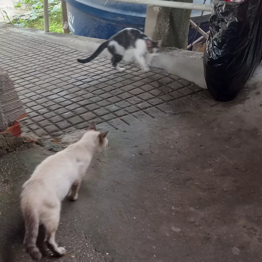 Não Demos Nome - Sem Raça Definida