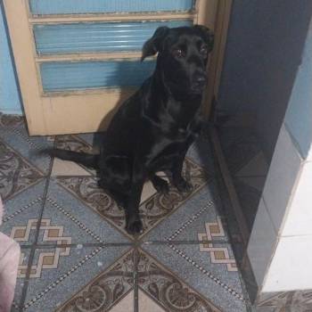 Amora imagem 1 - 