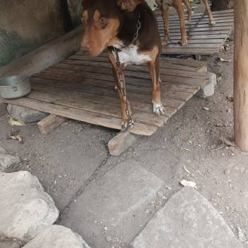 Bolt E Beethoven imagem 2 - 