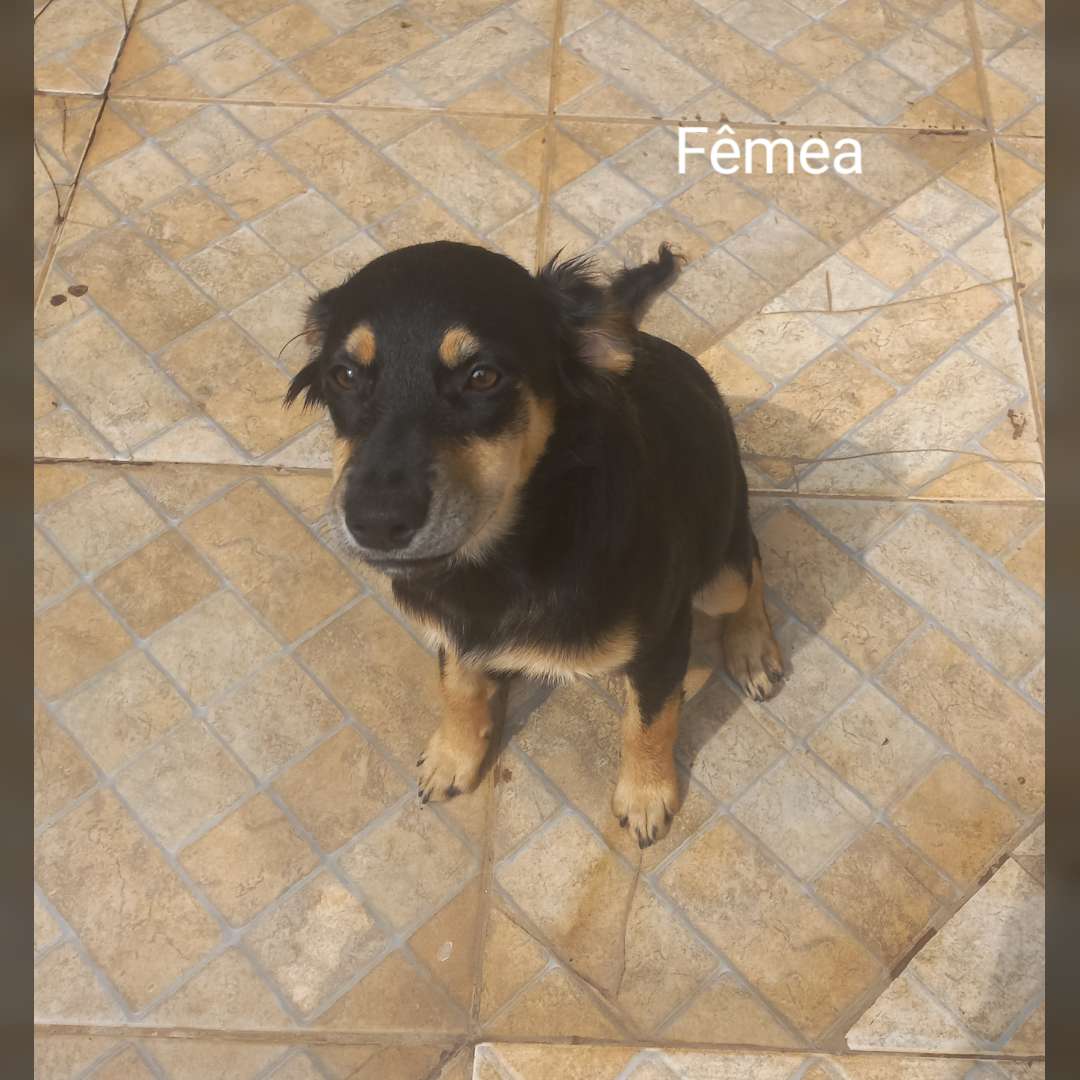 Cachorra Sem Nome - 