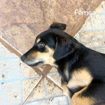 Cachorra Sem Nome imagem 1 - 