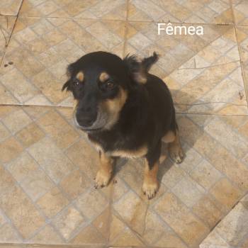 Cachorra Sem Nome imagem 2 - 