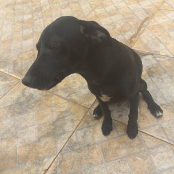 Cachorrosemnome imagem 1 - 