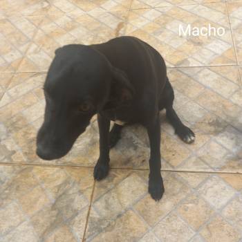 Cachorrosemnome imagem 2 - 