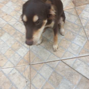 Cachorrasemnome imagem 1 - 