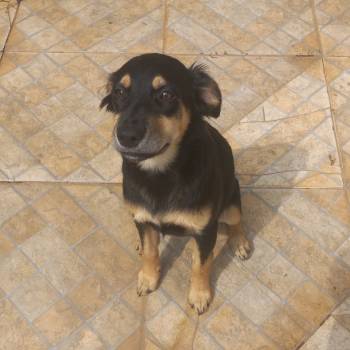 Cachorra Sem Nome imagem 1 - 