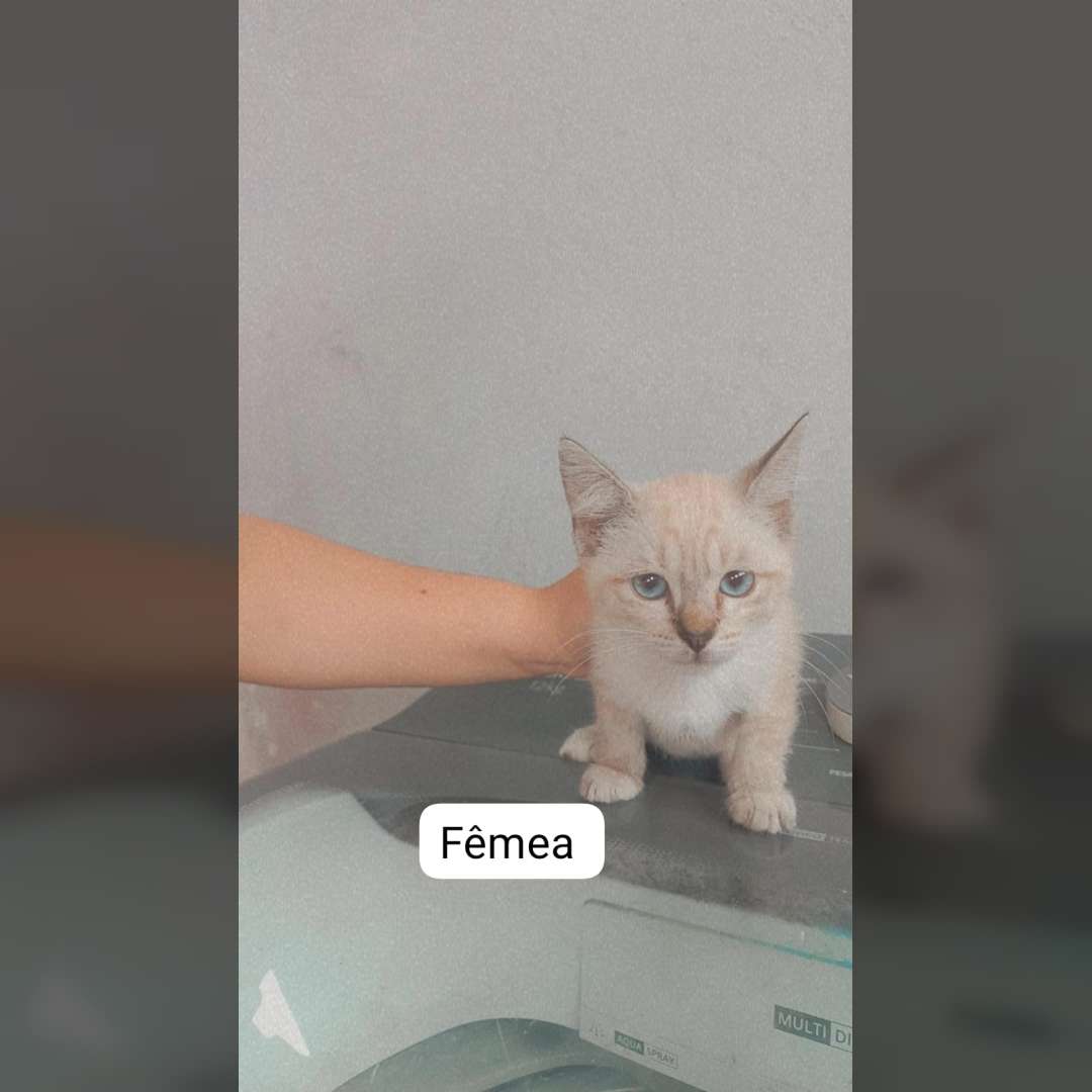 Filhotes De 3 Meses - 