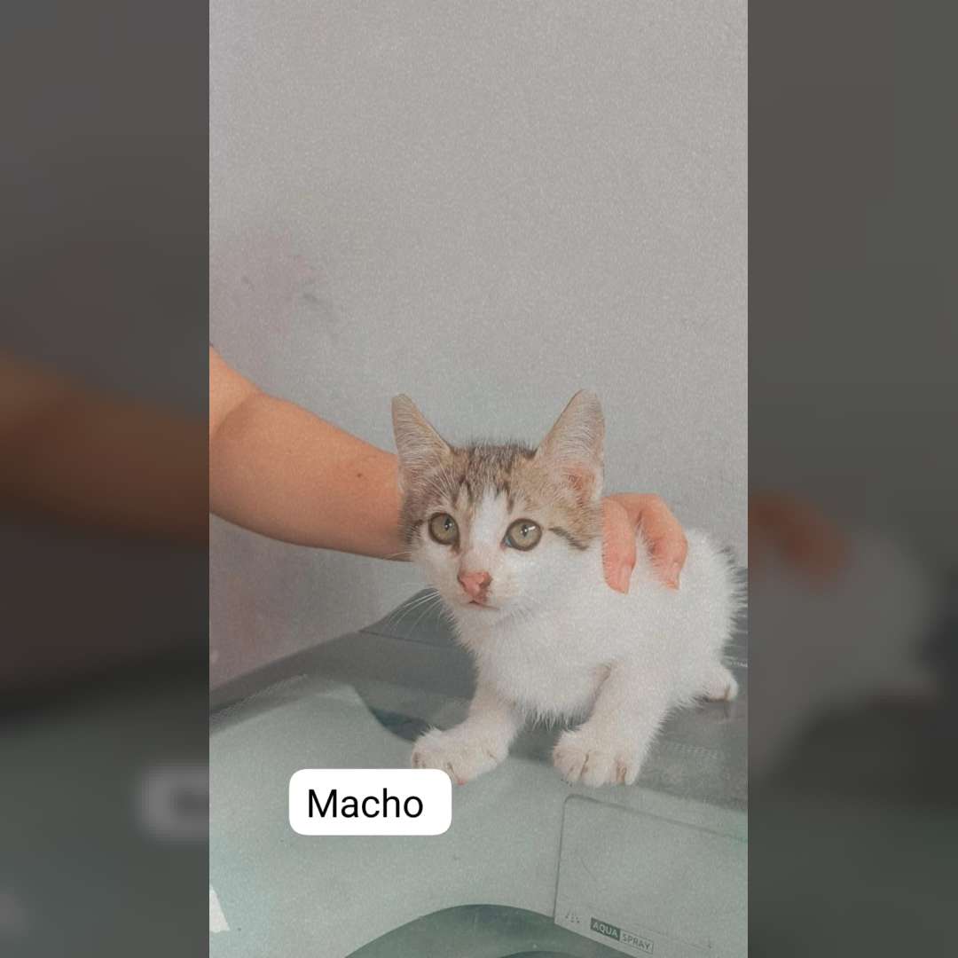 Filhotes De 3 Meses - 