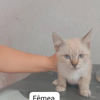Filhotes De 3 Meses imagem 1 - 