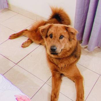 Diana imagem 1 - 
