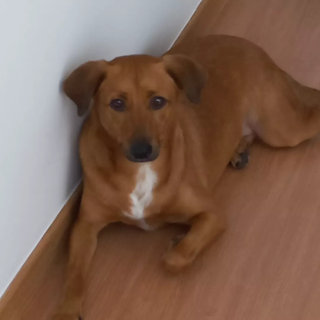 Angelo - Sem Raça Definida