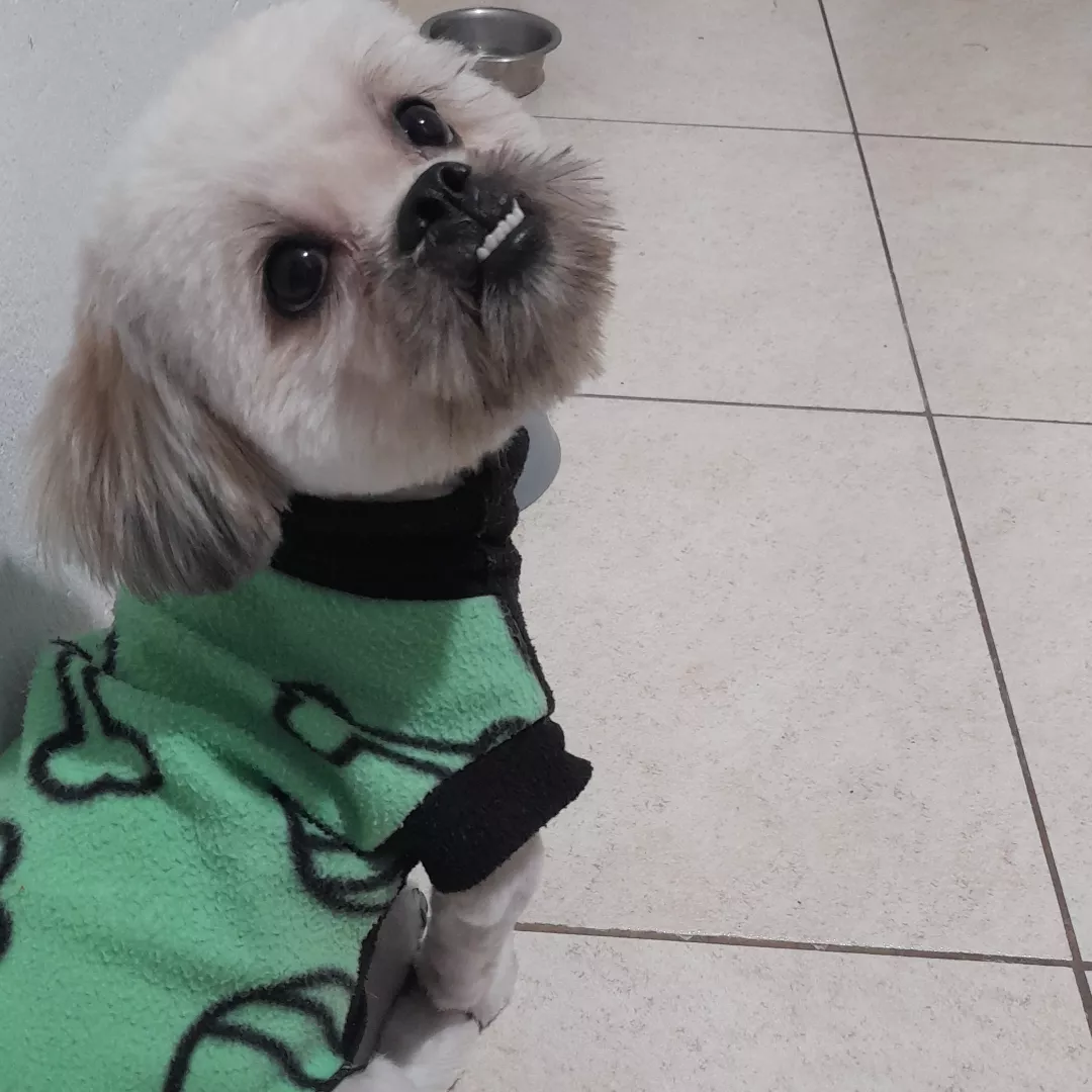 Paçoca - Sem Raça Definida