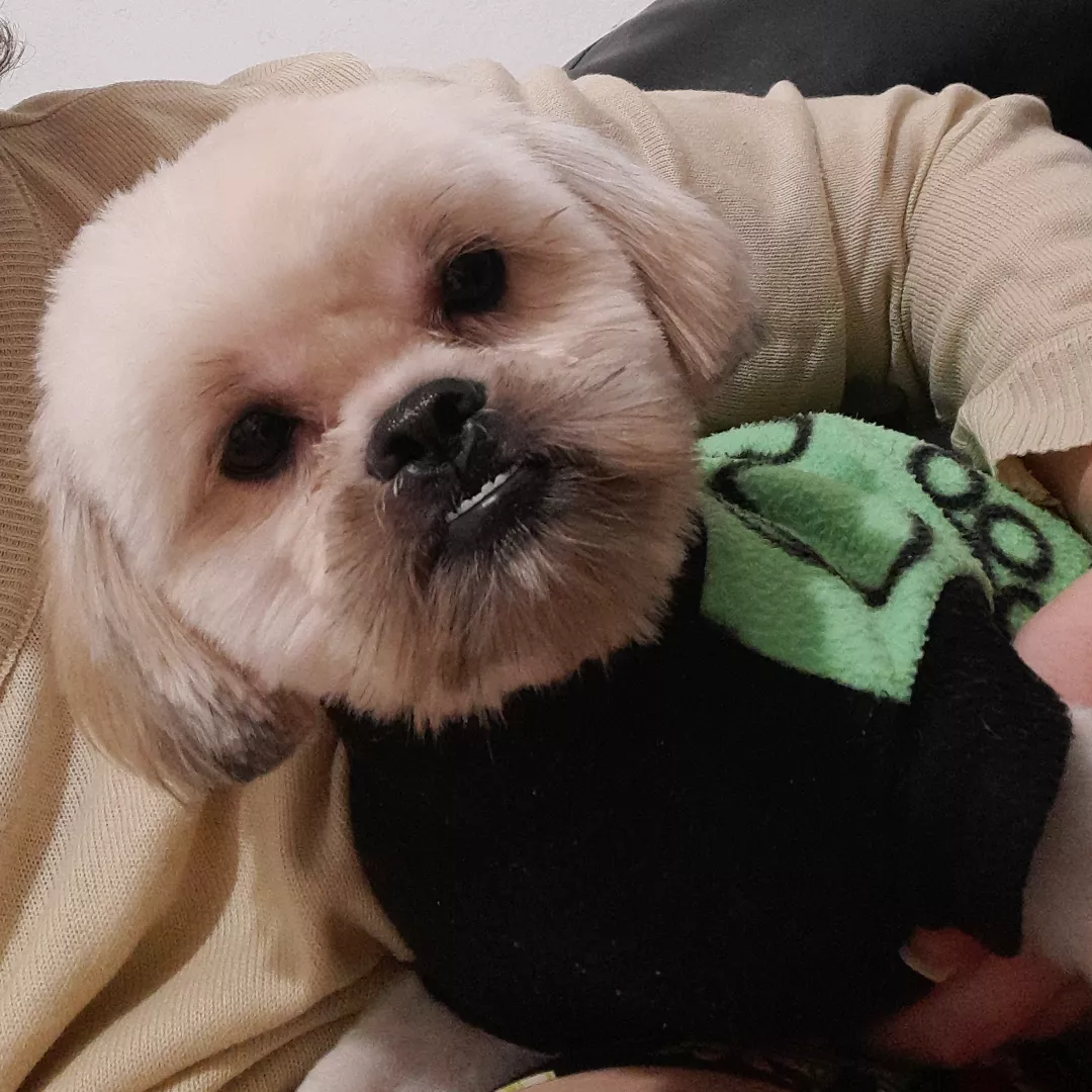 Paçoca - Sem Raça Definida