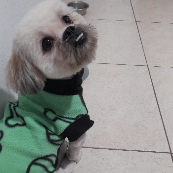 Paçoca imagem 1 - Sem Raça Definida