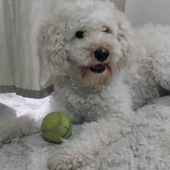Honey imagem 1 - 