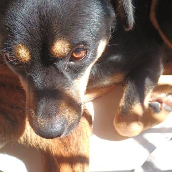 Chopper imagem 1 - 