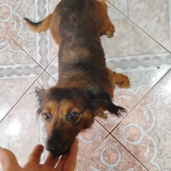 Lady imagem 1 - 