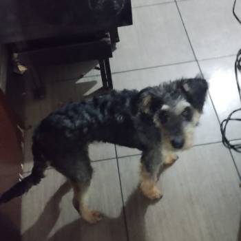 Estrela imagem 2 - 