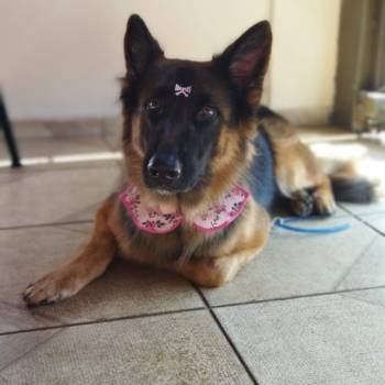 Zuri imagem 2 - 