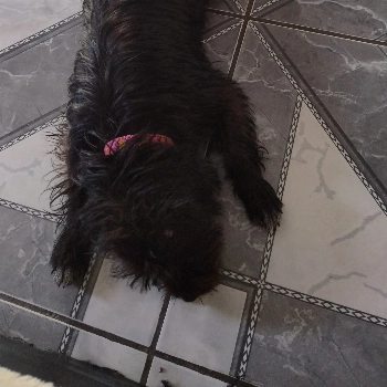 Lara imagem 1 - Poodle