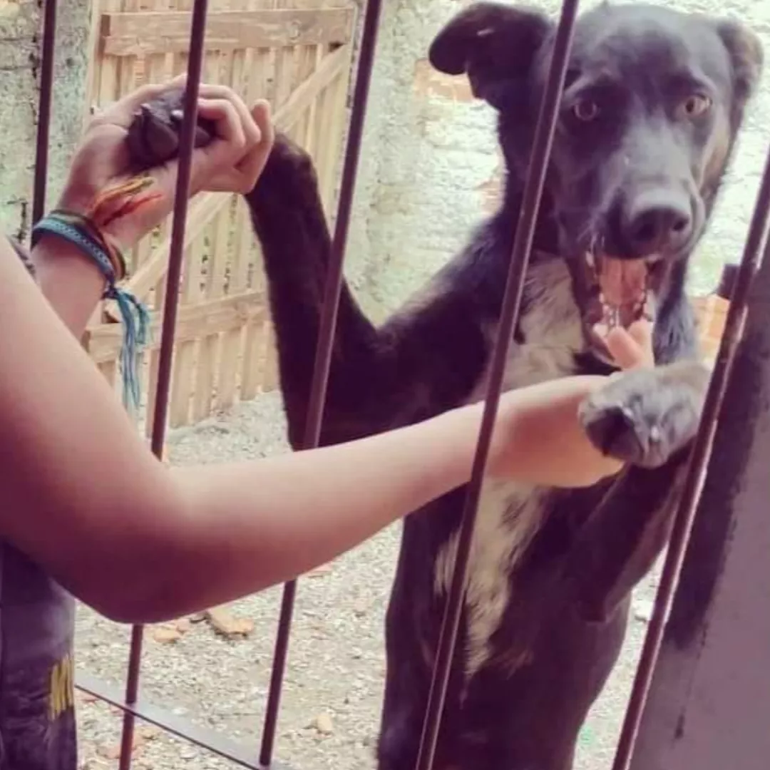 Julius - Sem Raça Definida