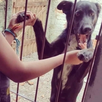 Julius imagem 1 - Sem Raça Definida
