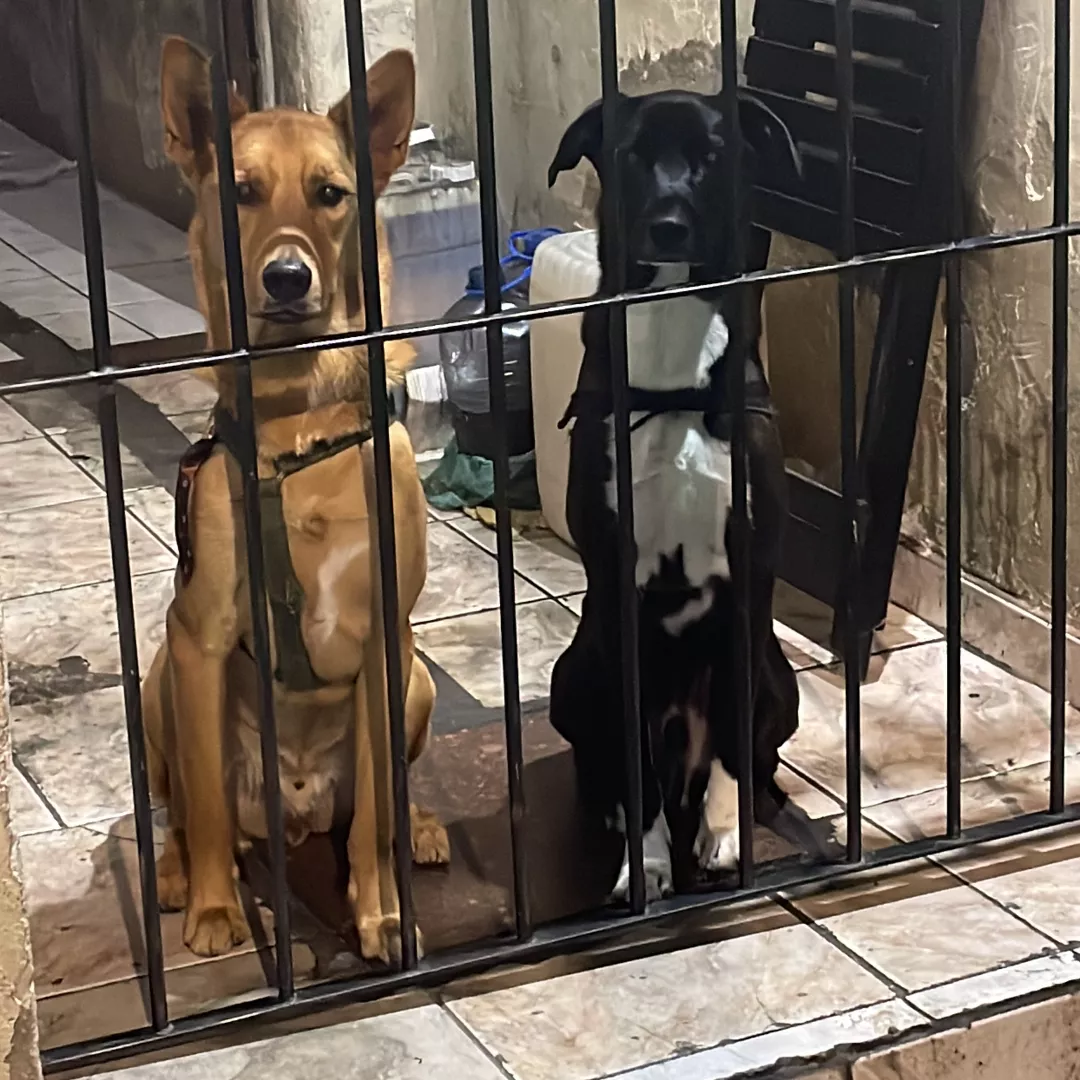 Revoada - Sem Raça Definida