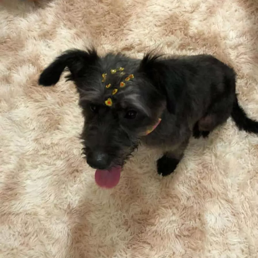 Dior - Sem Raça Definida