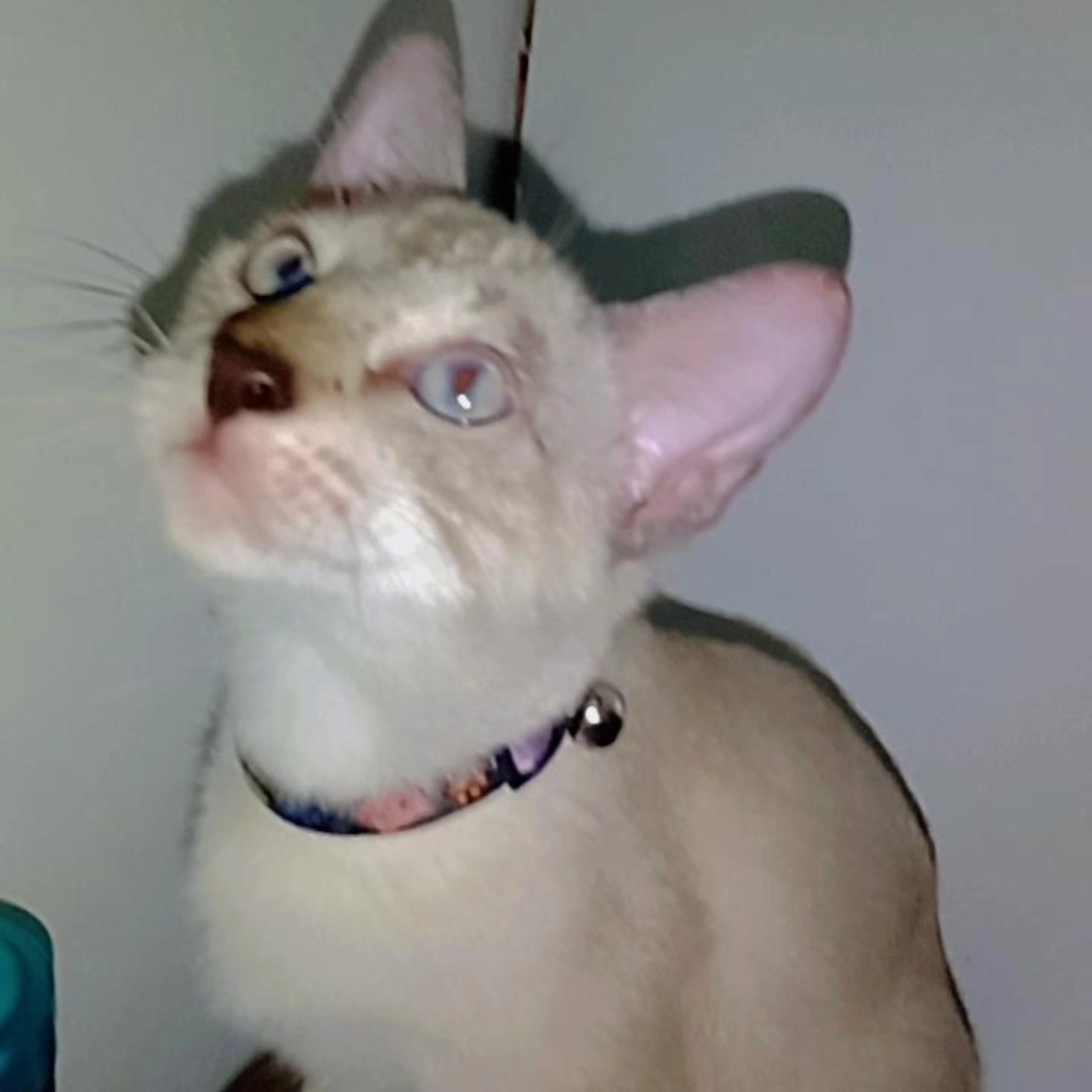 Maizena imagem 2 - Siamês