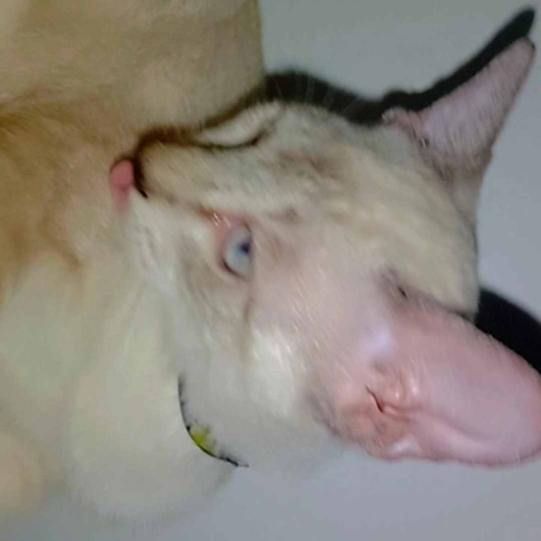 Maizena imagem 3 - Siamês
