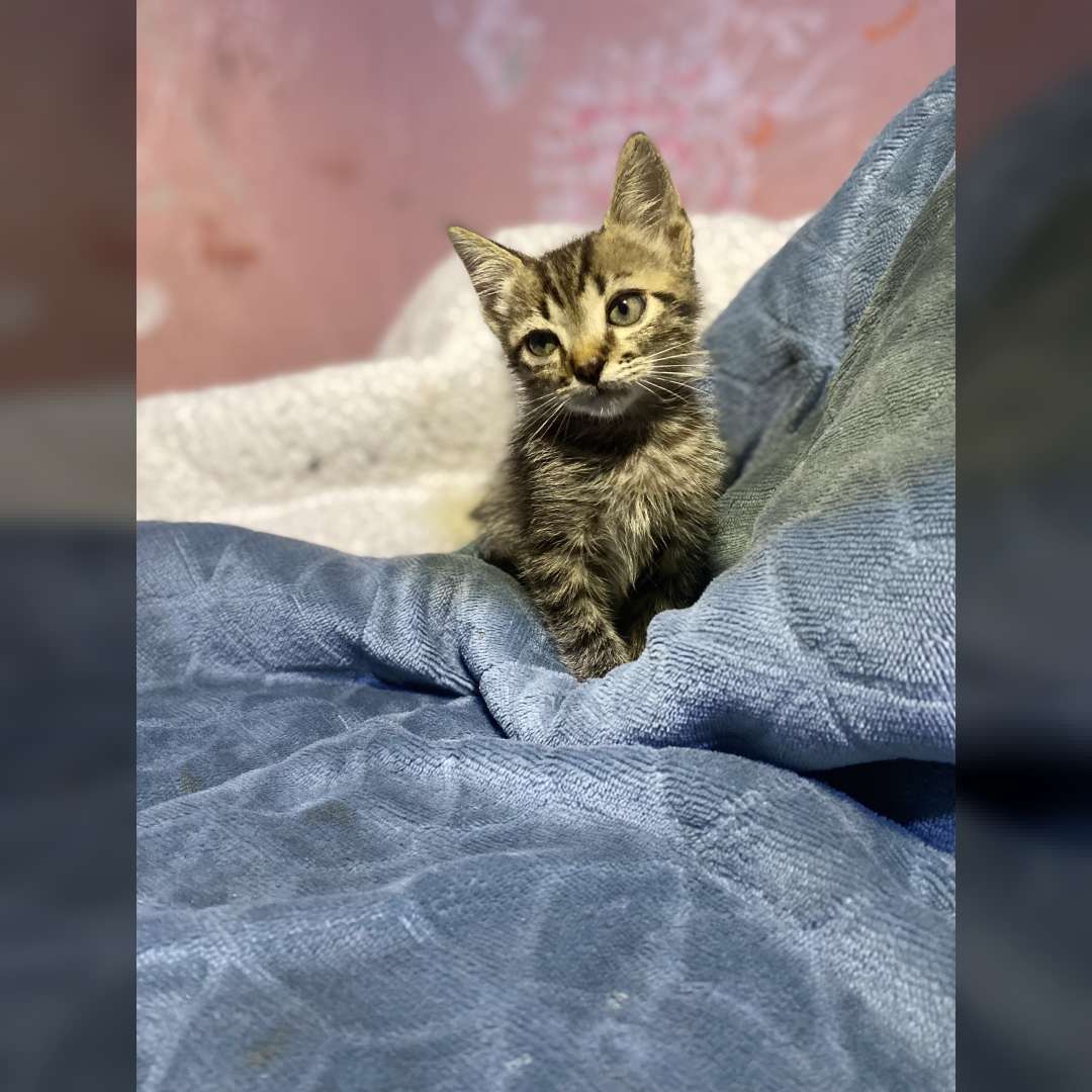 Paçoca Pode Trocar - 