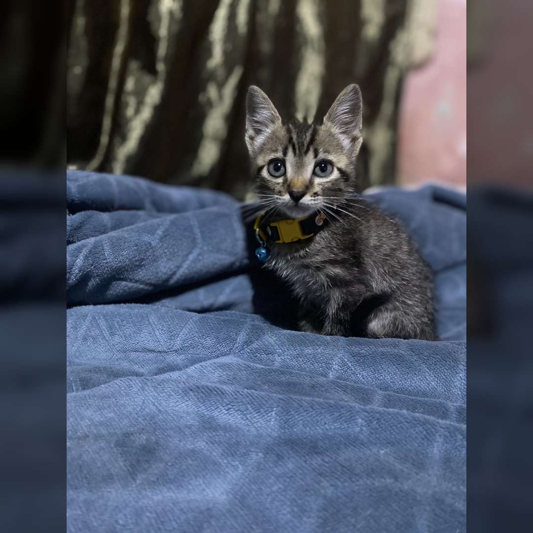 Paçoca Pode Trocar - 