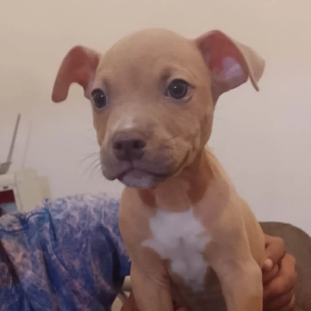 Eros - Sem Raça Definida