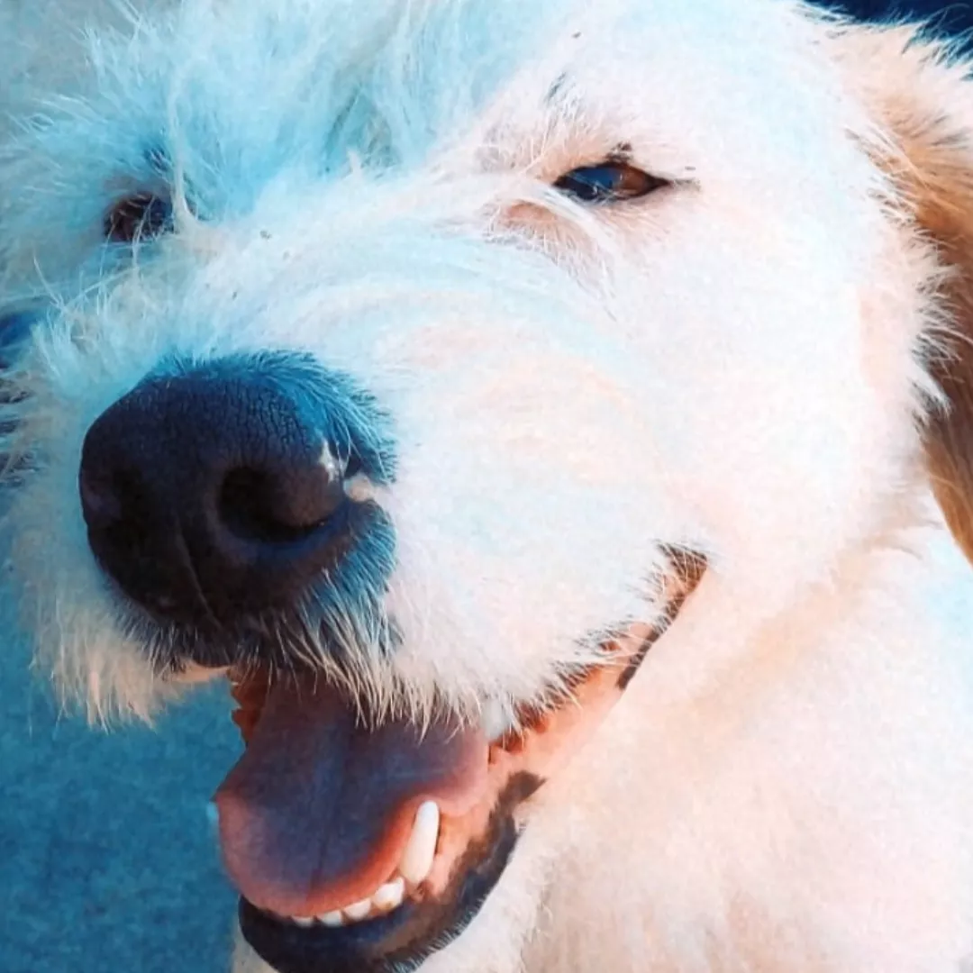 Lupita - Sem Raça Definida