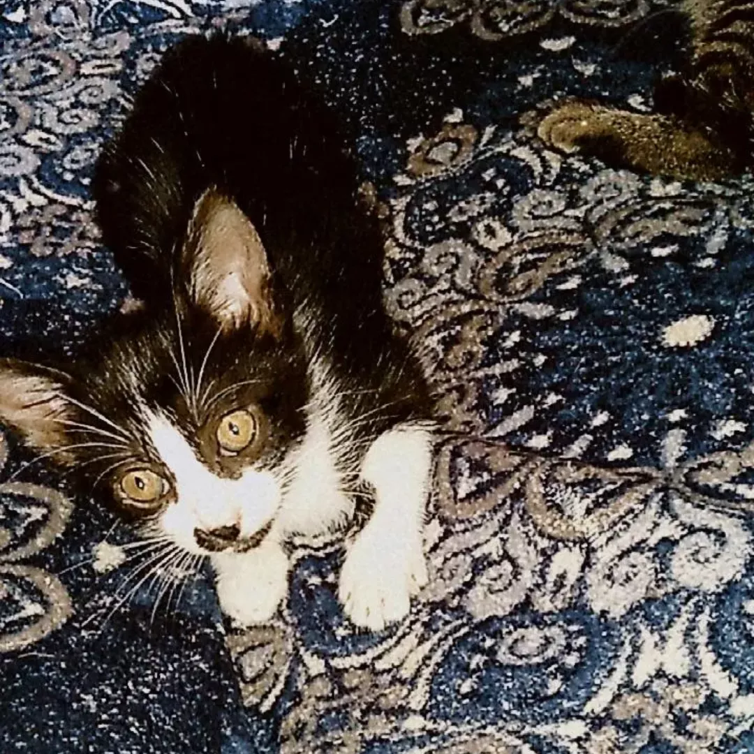 Mia - Sem Raça Definida