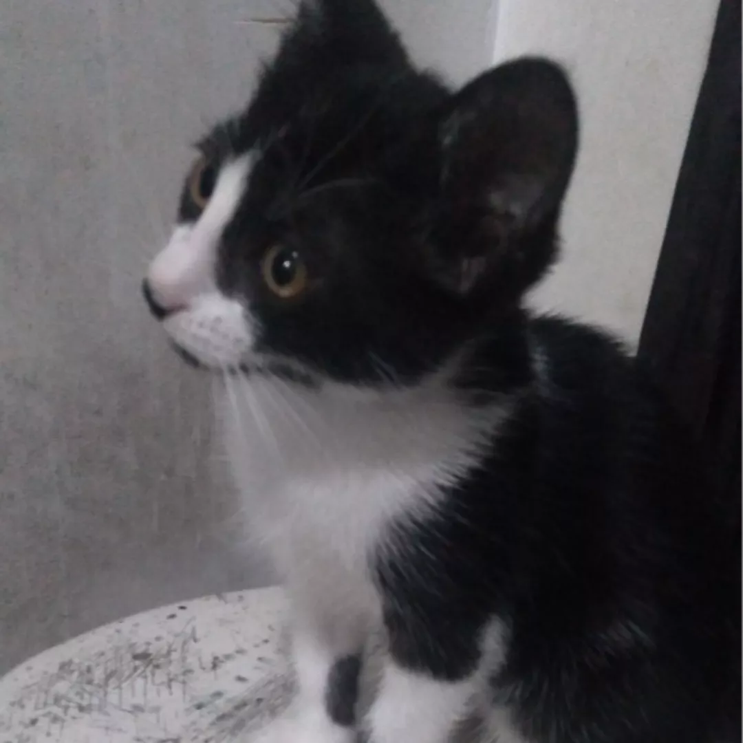 Mia - Sem Raça Definida