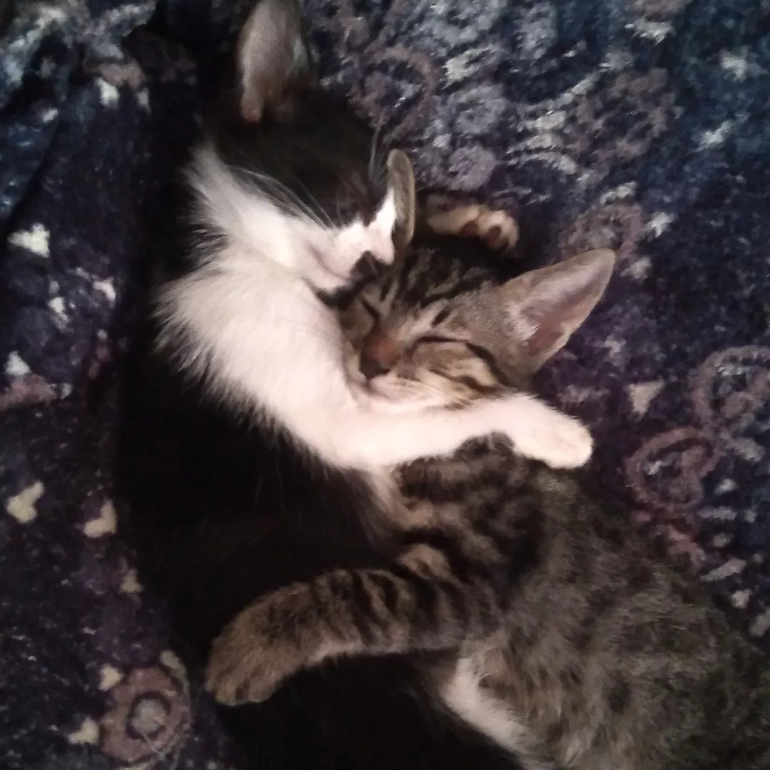 Mia - Sem Raça Definida