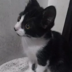Mia imagem 2 - Sem Raça Definida