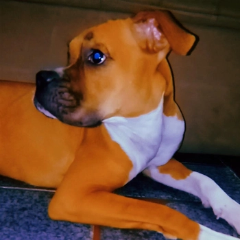 Lilica imagem 1 - Boxer