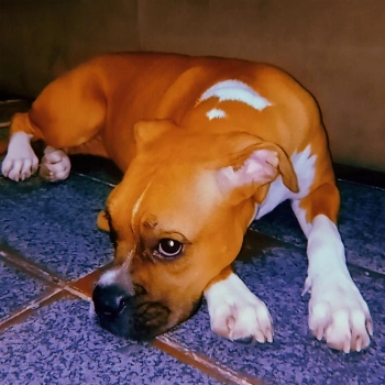 Lilica imagem 2 - Boxer