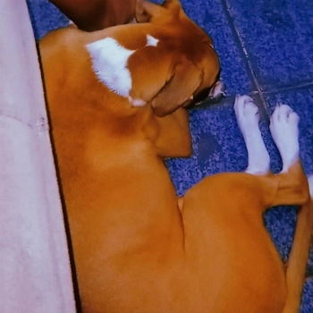 Lilica imagem 3 - Boxer