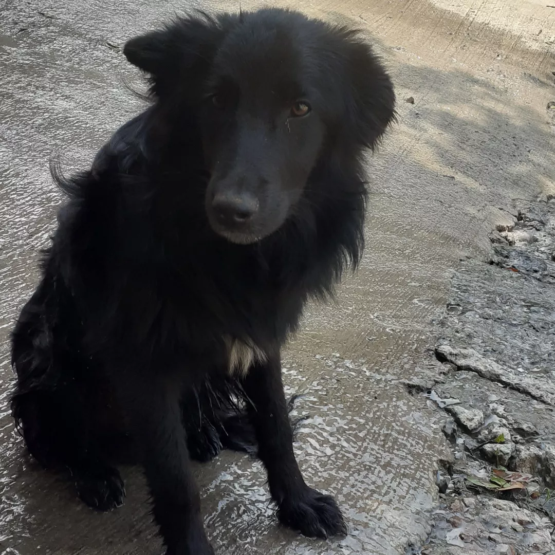 Teu - Sem Raça Definida