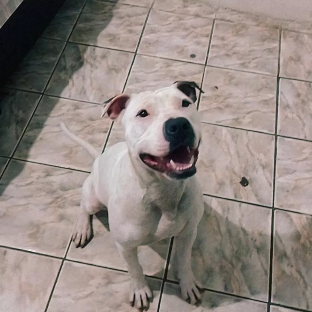 Rex - Sem Raça Definida