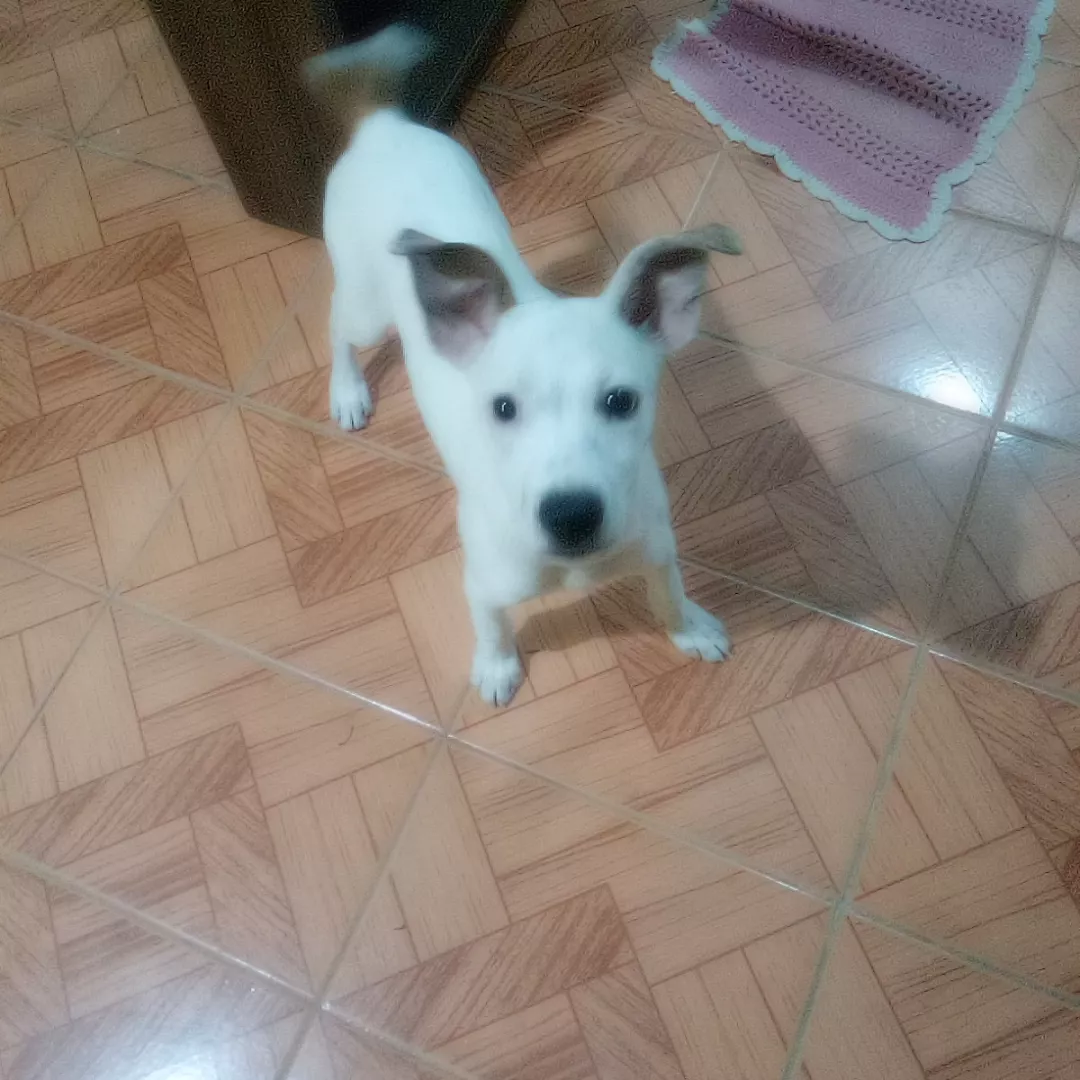 Belinhas - Sem Raça Definida