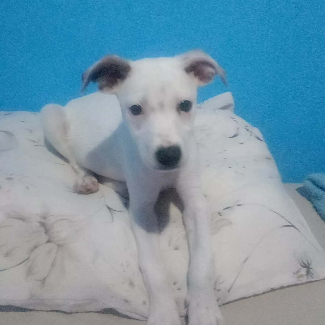 Belinhas - Sem Raça Definida