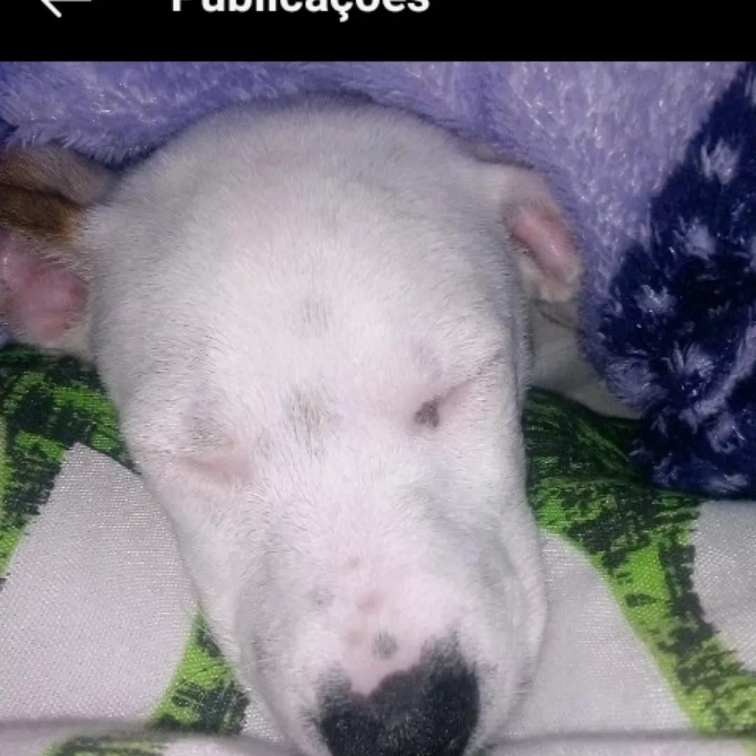 Belinhas - Sem Raça Definida