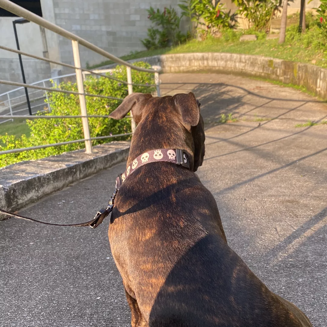 Arrascaeta - Sem Raça Definida