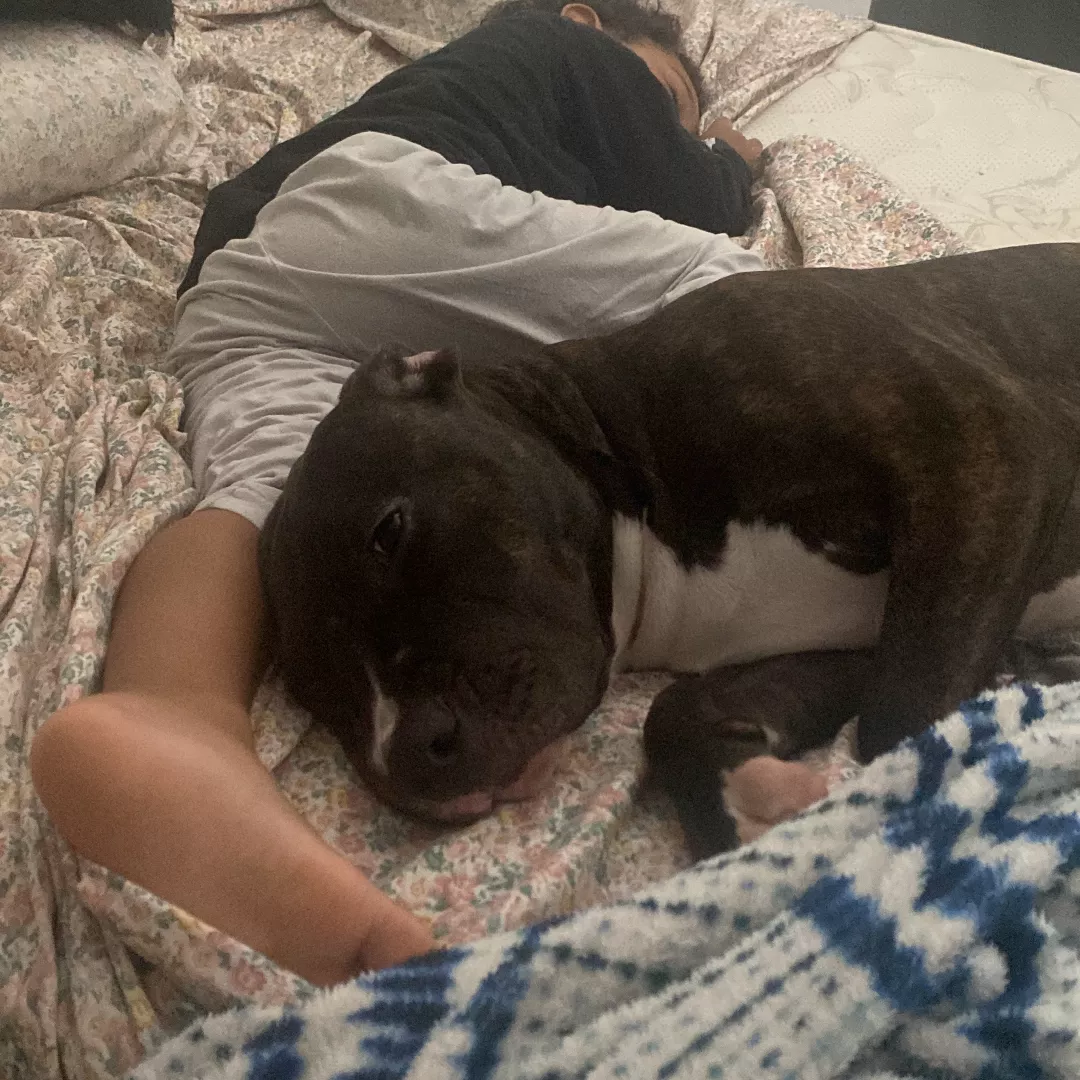 Arrascaeta - Sem Raça Definida