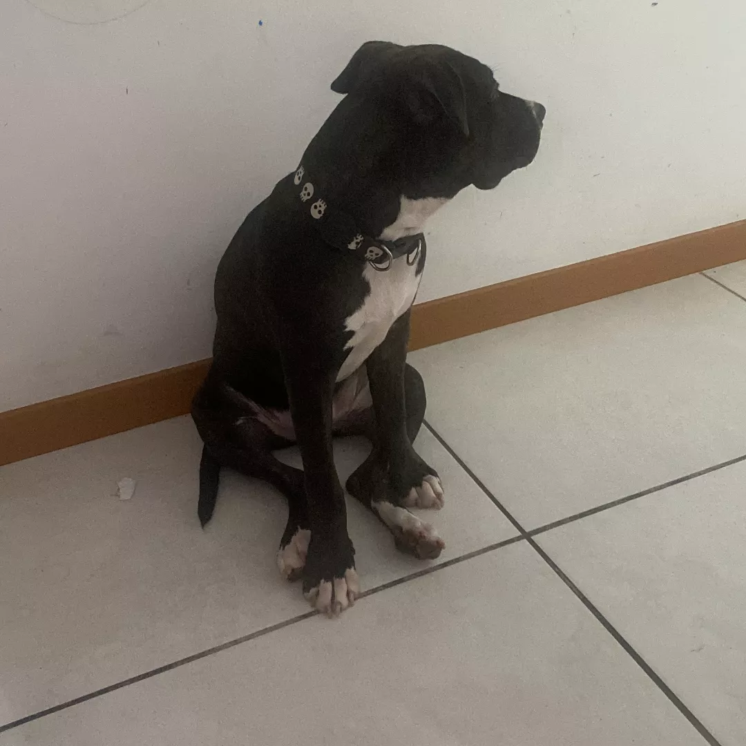 Arrascaeta - Sem Raça Definida